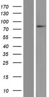 SLC26A1 Human Over-expression Lysate