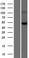 SLC25A24 Human Over-expression Lysate
