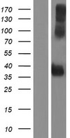 PSG4 Human Over-expression Lysate