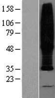 TMEM185B Human Over-expression Lysate