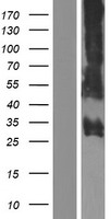 PRSS57 Human Over-expression Lysate
