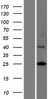 INCA1 Human Over-expression Lysate