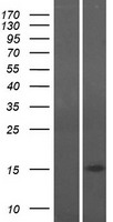 CHCHD10 Human Over-expression Lysate