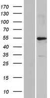 Keratin 39 (KRT39) Human Over-expression Lysate