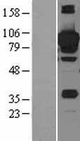 STAT3 Human Over-expression Lysate