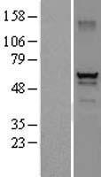 DEF8 Human Over-expression Lysate