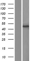 GMPPA Human Over-expression Lysate