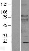 SHC4 Human Over-expression Lysate