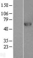 PRCP Human Over-expression Lysate