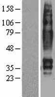 GPR103 (QRFPR) Human Over-expression Lysate