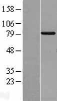 TRIF (TICAM1) Human Over-expression Lysate