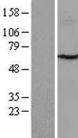 P4HA3 Human Over-expression Lysate