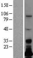 C7orf53 (LSMEM1) Human Over-expression Lysate