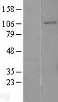 GEN1 Human Over-expression Lysate