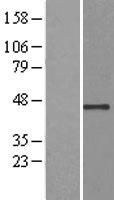 USP12 Human Over-expression Lysate