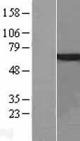 MSK1 (RPS6KA5) Human Over-expression Lysate
