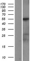 PI 3 Kinase p85 alpha (PIK3R1) Human Over-expression Lysate