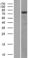 HIF-1 alpha (HIF1A) Human Over-expression Lysate