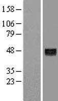 ANGPTL5 Human Over-expression Lysate