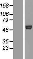 ATG4C Human Over-expression Lysate