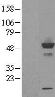 CYP20A1 Human Over-expression Lysate