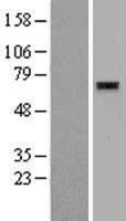 ZNF596 Human Over-expression Lysate