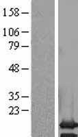 PCP2 Human Over-expression Lysate