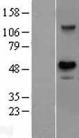 USH1G Human Over-expression Lysate