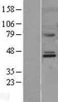 MMAA Human Over-expression Lysate