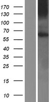 GPR161 Human Over-expression Lysate