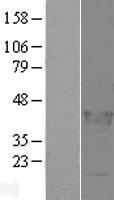 LCORL Human Over-expression Lysate