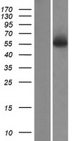 AEBP2 Human Over-expression Lysate