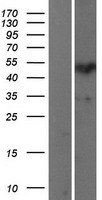 SP7 Human Over-expression Lysate