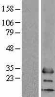 MS4A6A Human Over-expression Lysate