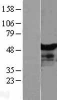 NT5DC1 Human Over-expression Lysate