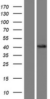 OSTA (SLC51A) Human Over-expression Lysate