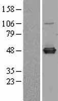 C9orf41 (CARNMT1) Human Over-expression Lysate