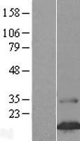 FAM24B Human Over-expression Lysate