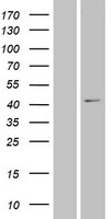 XXYLT1 Human Over-expression Lysate