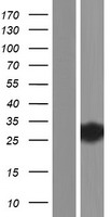 TTC9B Human Over-expression Lysate