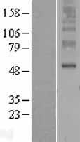 ORAI3 Human Over-expression Lysate