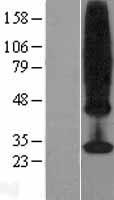 MS4A4A Human Over-expression Lysate