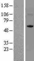 NSUN5 Human Over-expression Lysate