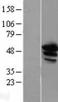 Annexin A11 (ANXA11) Human Over-expression Lysate