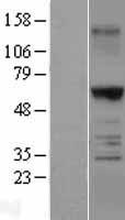 TRAF6 Human Over-expression Lysate