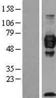 Cell adhesion molecule 4 (CADM4) Human Over-expression Lysate