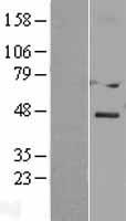 DACT3 Human Over-expression Lysate