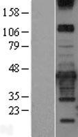 CAVIN3 Human Over-expression Lysate