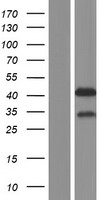 MBNL2 Human Over-expression Lysate