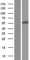 SLC22A12 Human Over-expression Lysate